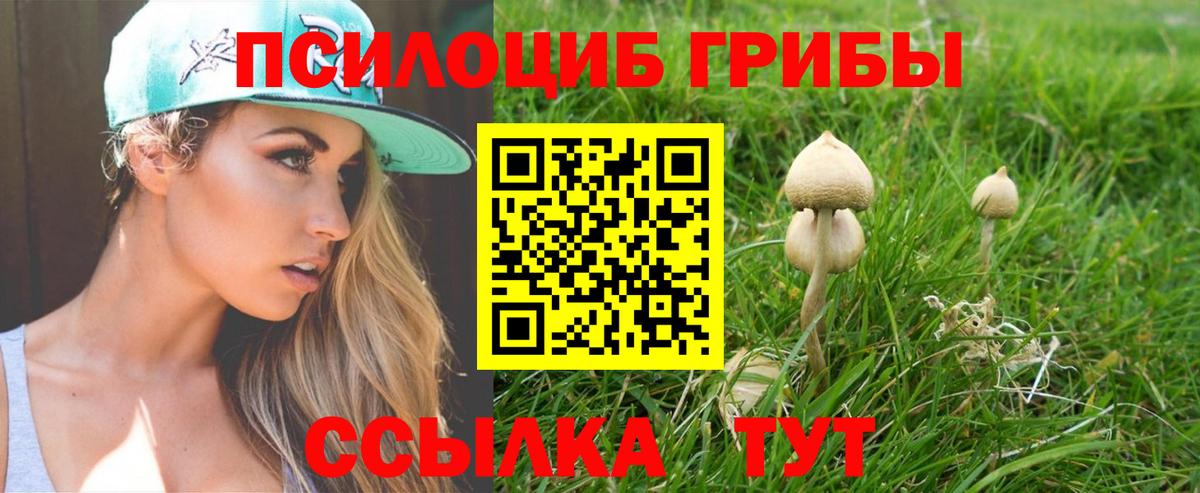 Псилоцибиновые грибы Psilocybe Сыктывкар